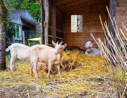 variant:Goat