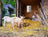 variant:Goat