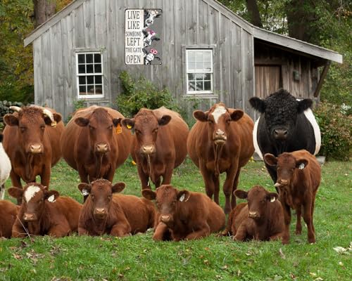 variant:Cow