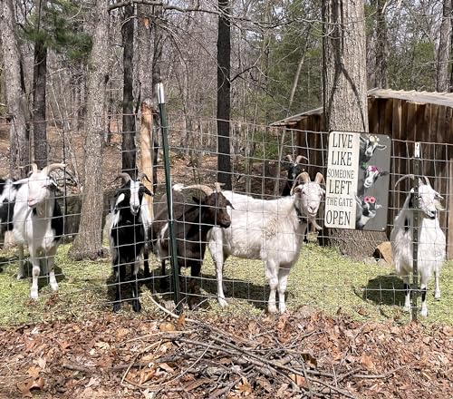 variant:Goat