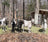 variant:Goat